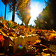 Illustration for article titled Shooting Challenge Fall Leaves Gallery 4